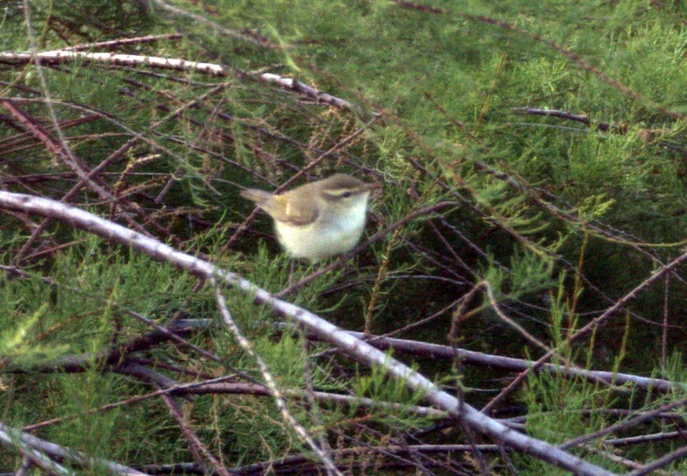 Greenish Warbler - ML640596489