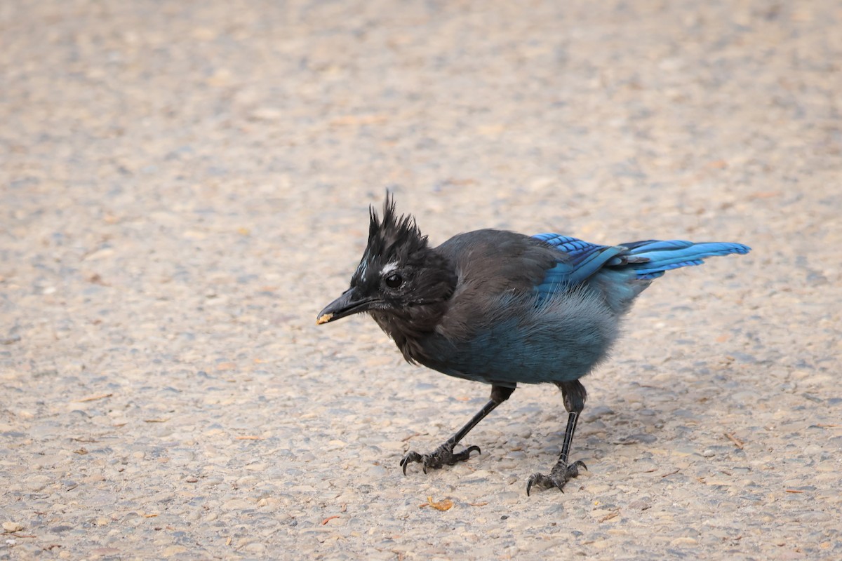 Steller's Jay - ML640596496