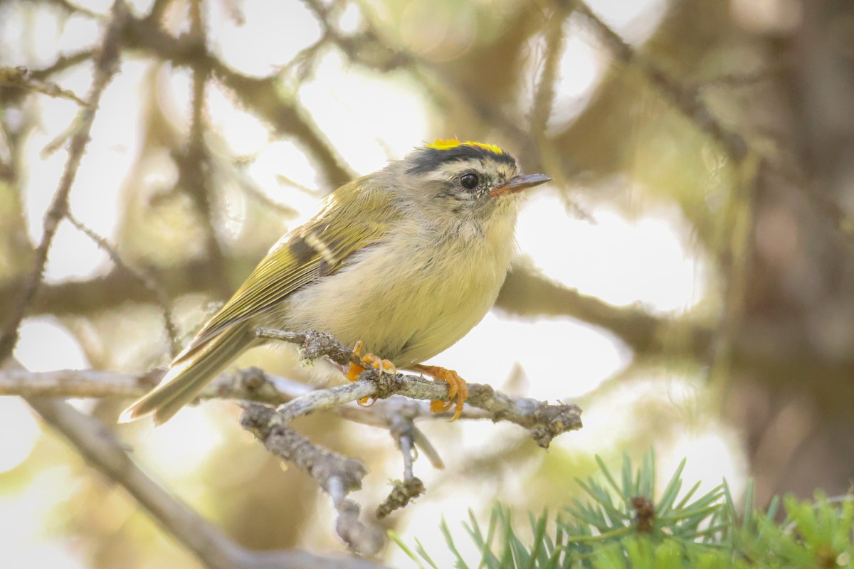 Golden-crowned Kinglet - ML640596499