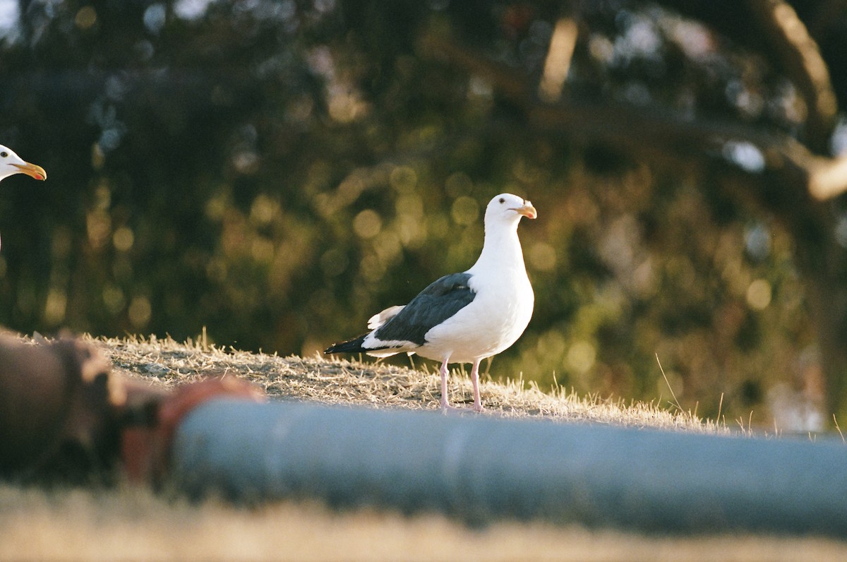 Western Gull - ML640596513