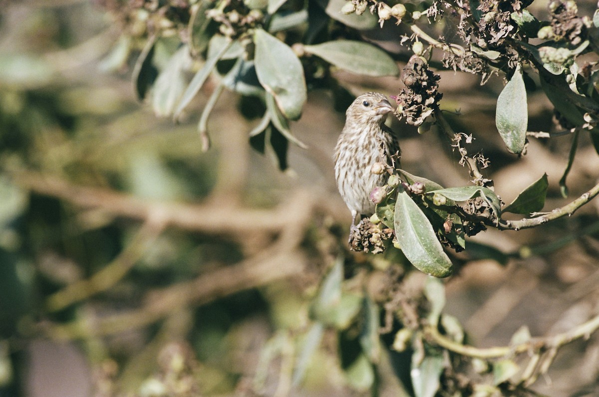 House Finch - ML640596519