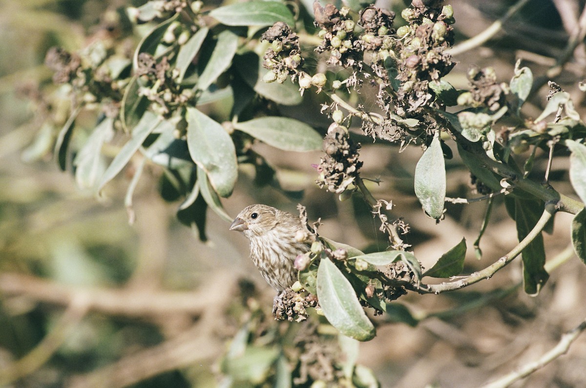 House Finch - ML640596520