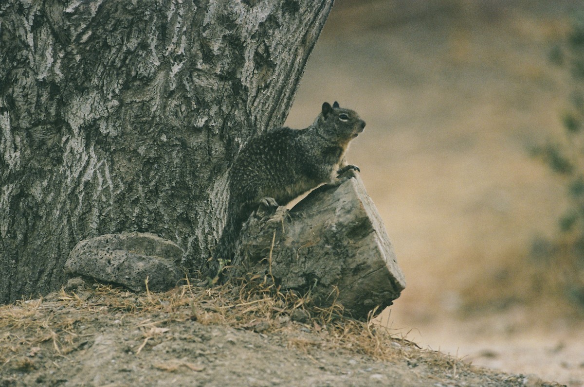 Catalina Ground Squirrel - ML640596528