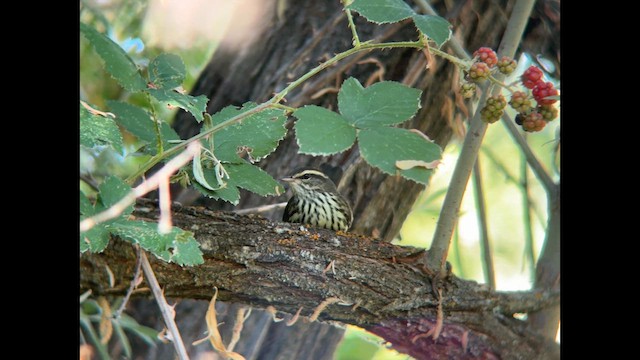 Northern Waterthrush - ML640596540