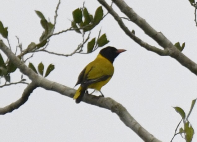 Black-winged Oriole - ML640596554