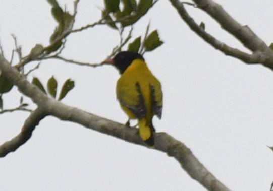 Black-winged Oriole - ML640596555