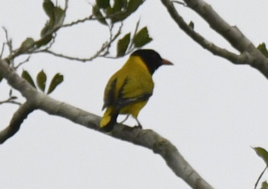 Black-winged Oriole - ML640596557