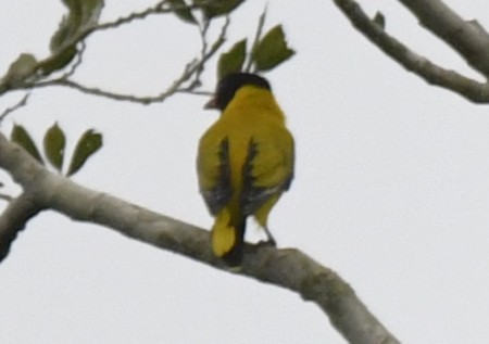 Black-winged Oriole - ML640596558