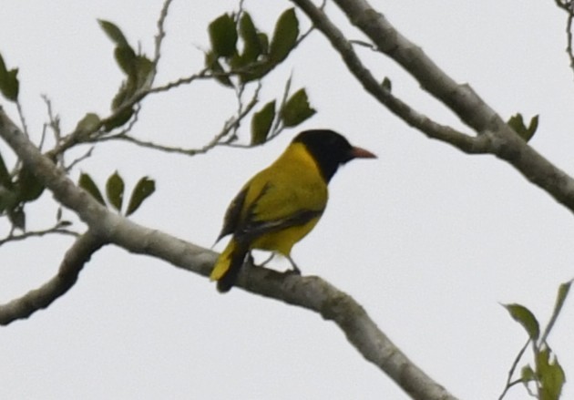 Black-winged Oriole - ML640596559