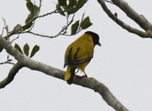 Black-winged Oriole - ML640596560