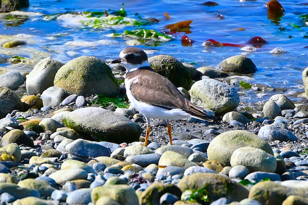 Semipalmated Plover - ML640596563