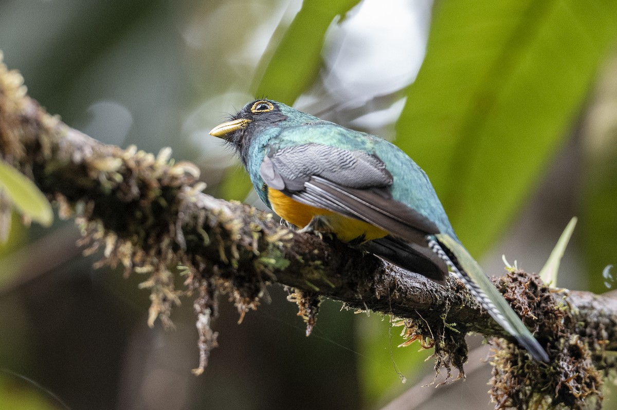 Choco Black-throated Trogon - ML640596589