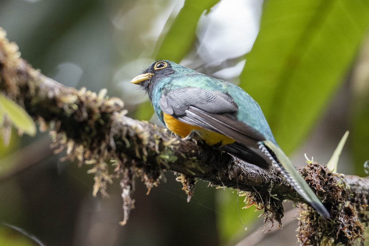 Choco Black-throated Trogon - ML640596593
