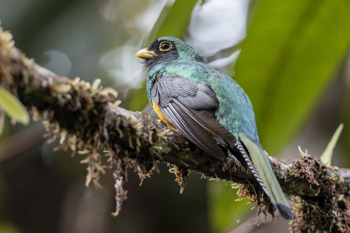 Choco Black-throated Trogon - ML640596599