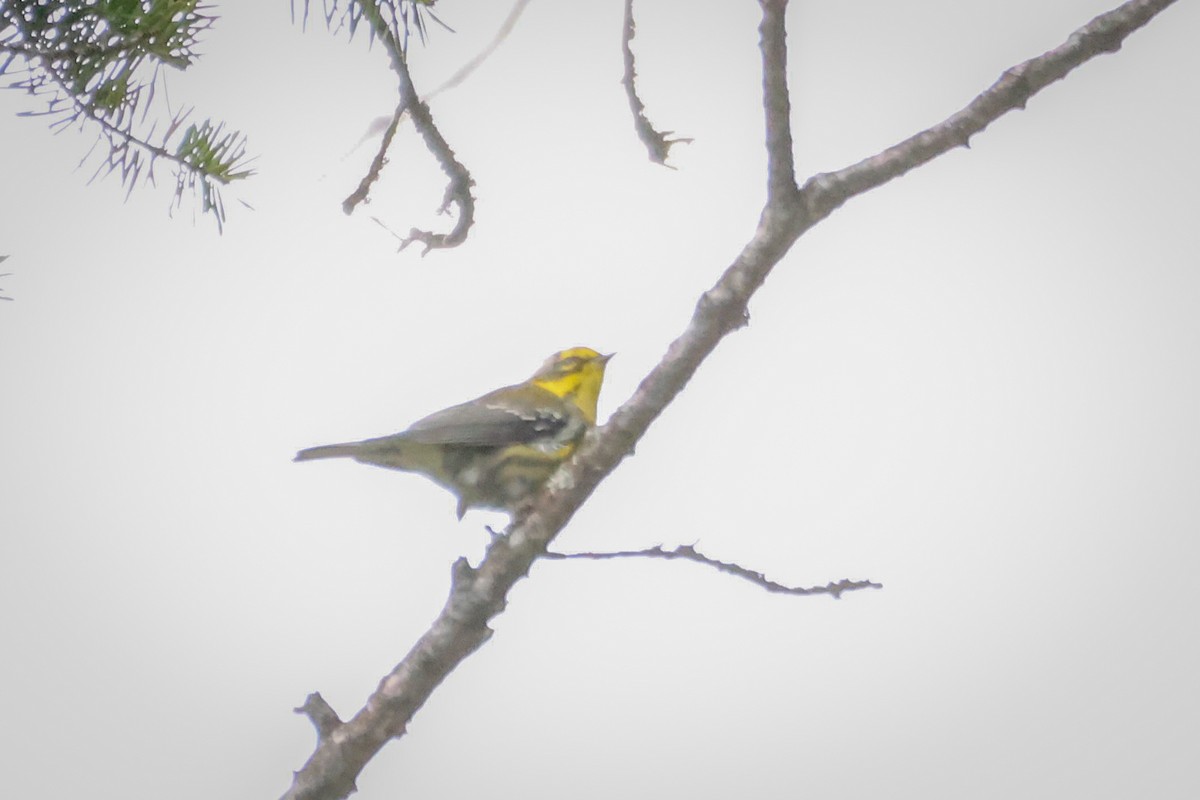 Townsend's Warbler - ML640596607