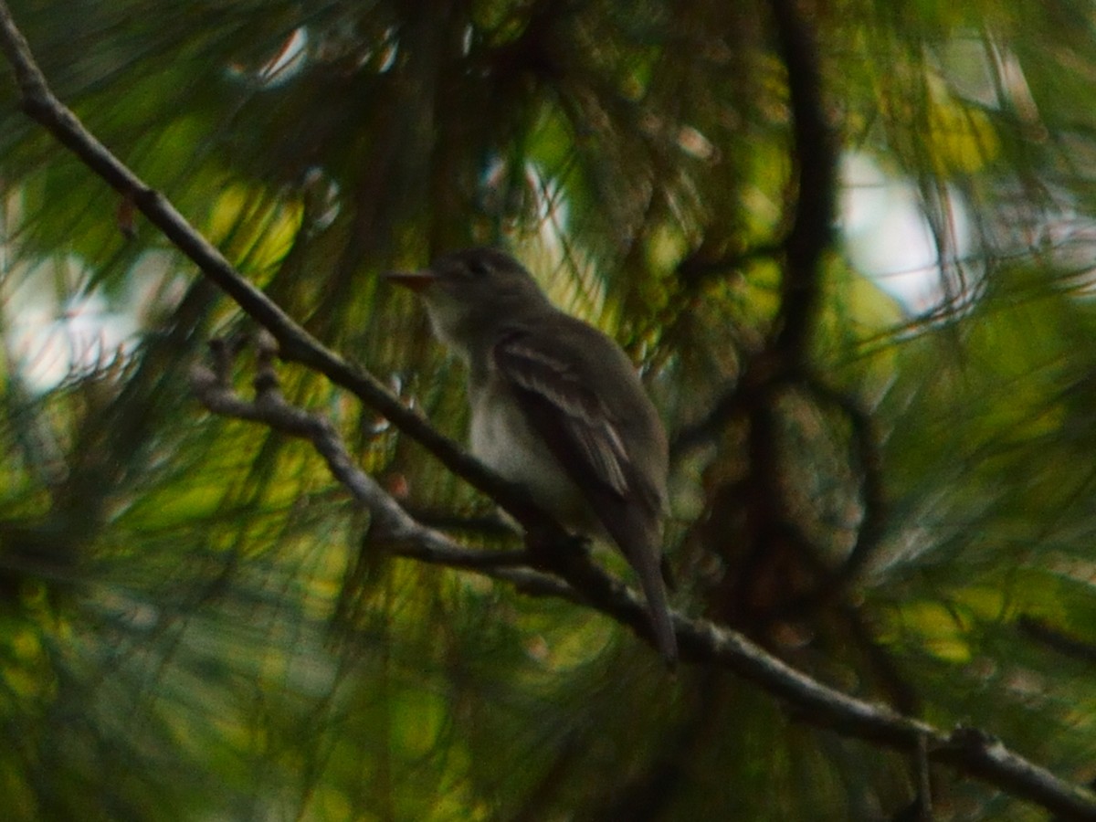 Empidonax sp. - ML640596629