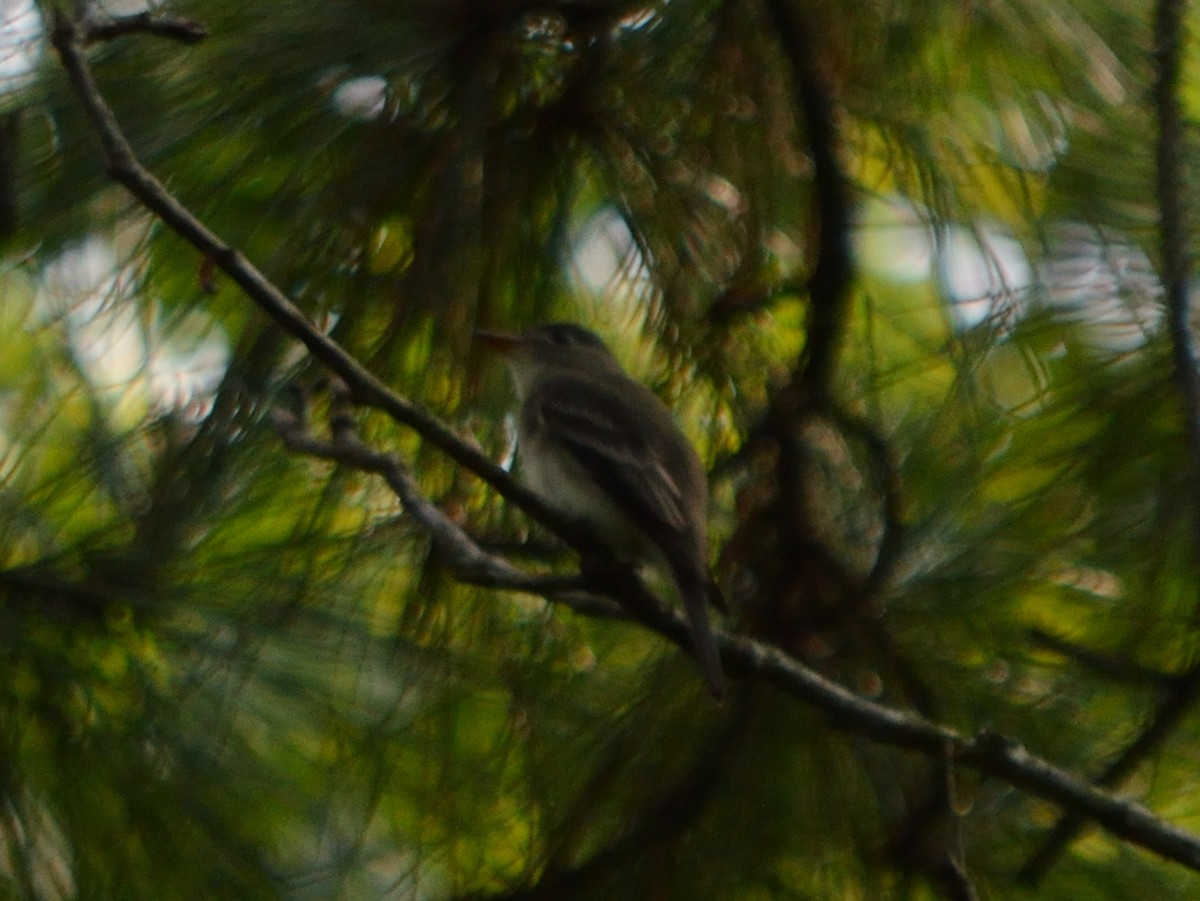 Empidonax sp. - ML640596630