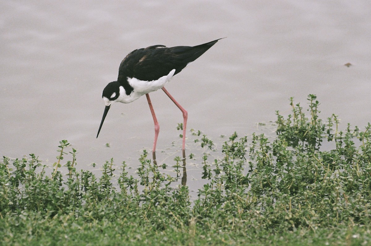 Black-necked Stilt - ML640596658