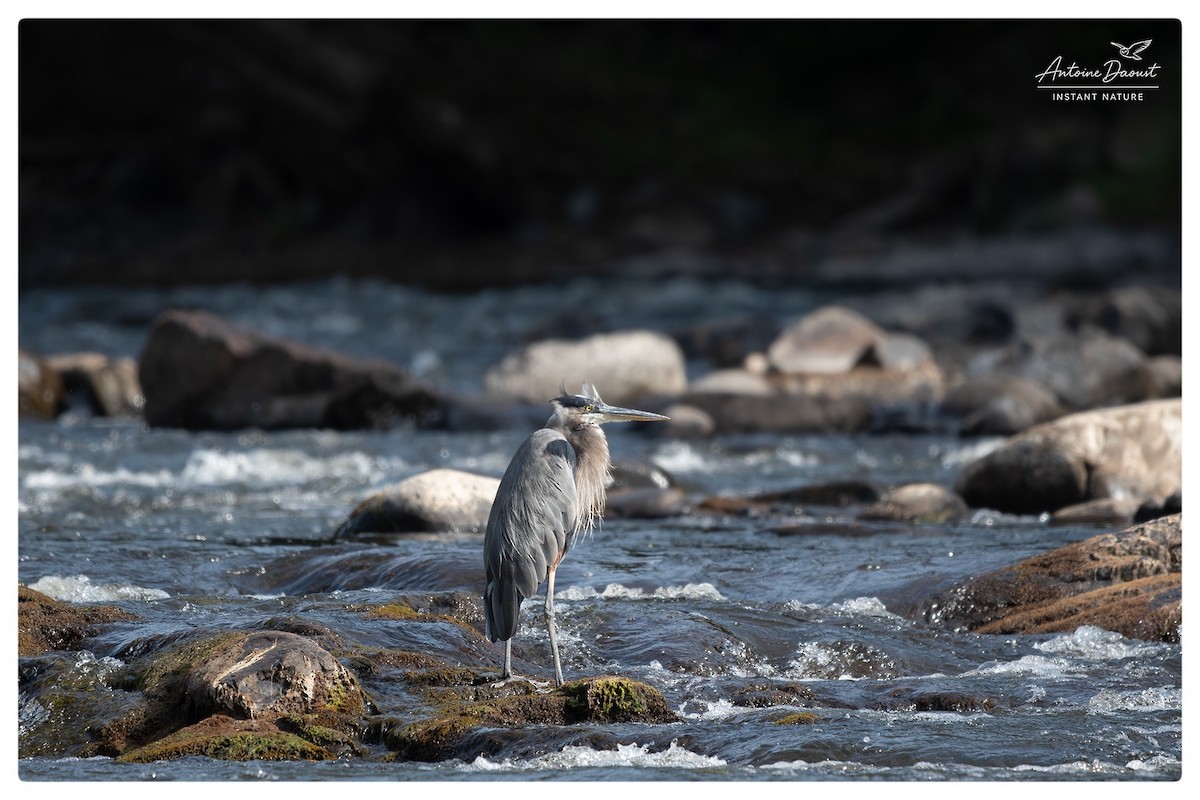 Great Blue Heron - ML640596670