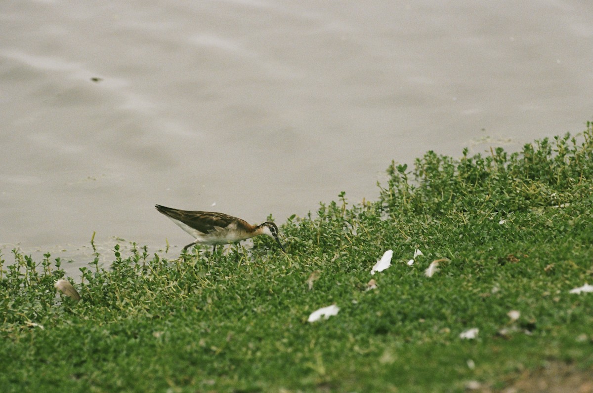 Wilson's Phalarope - ML640596673
