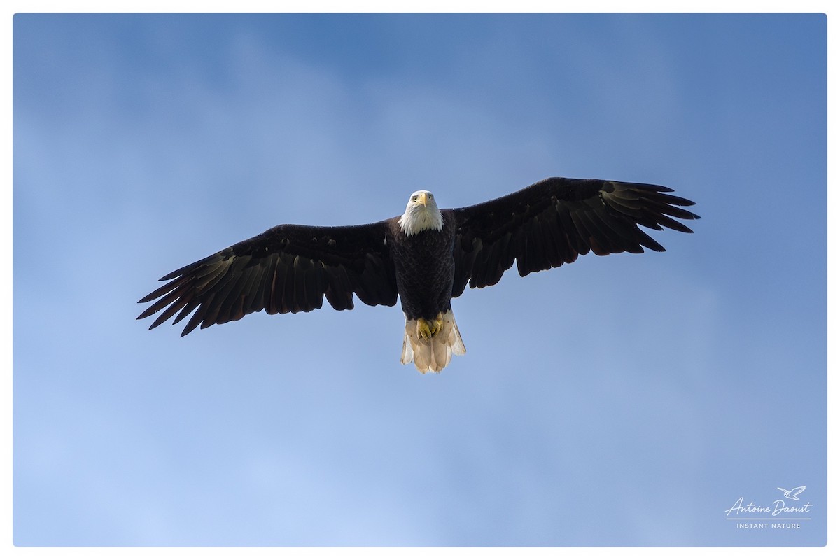 Bald Eagle - ML640596676