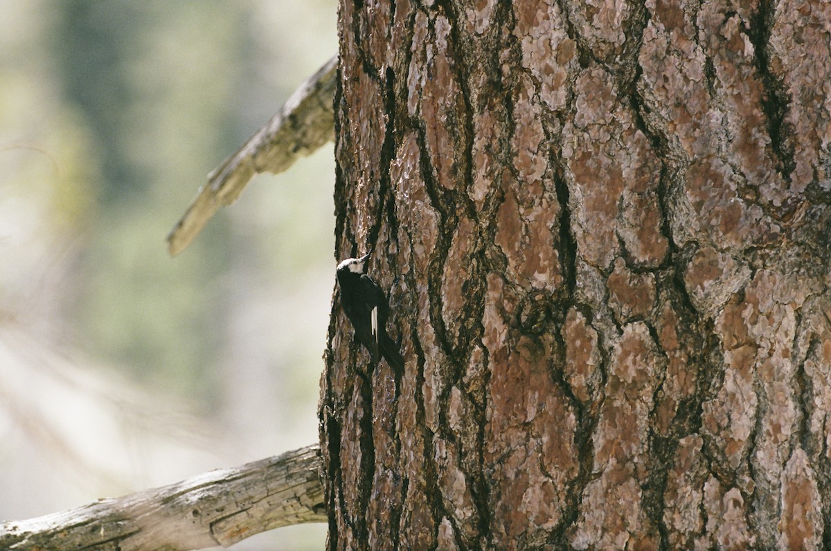 White-headed Woodpecker - ML640596692