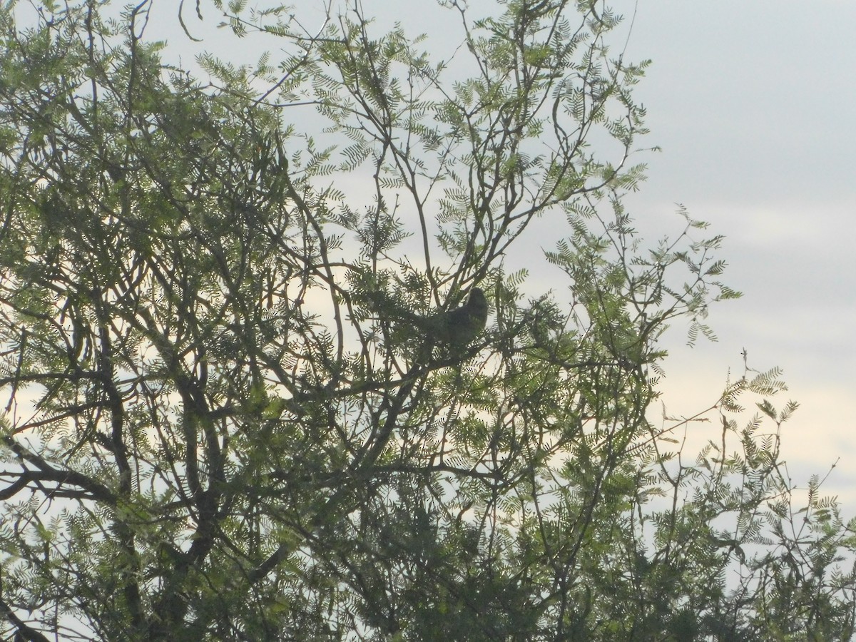 LeConte's Thrasher - ML640596711
