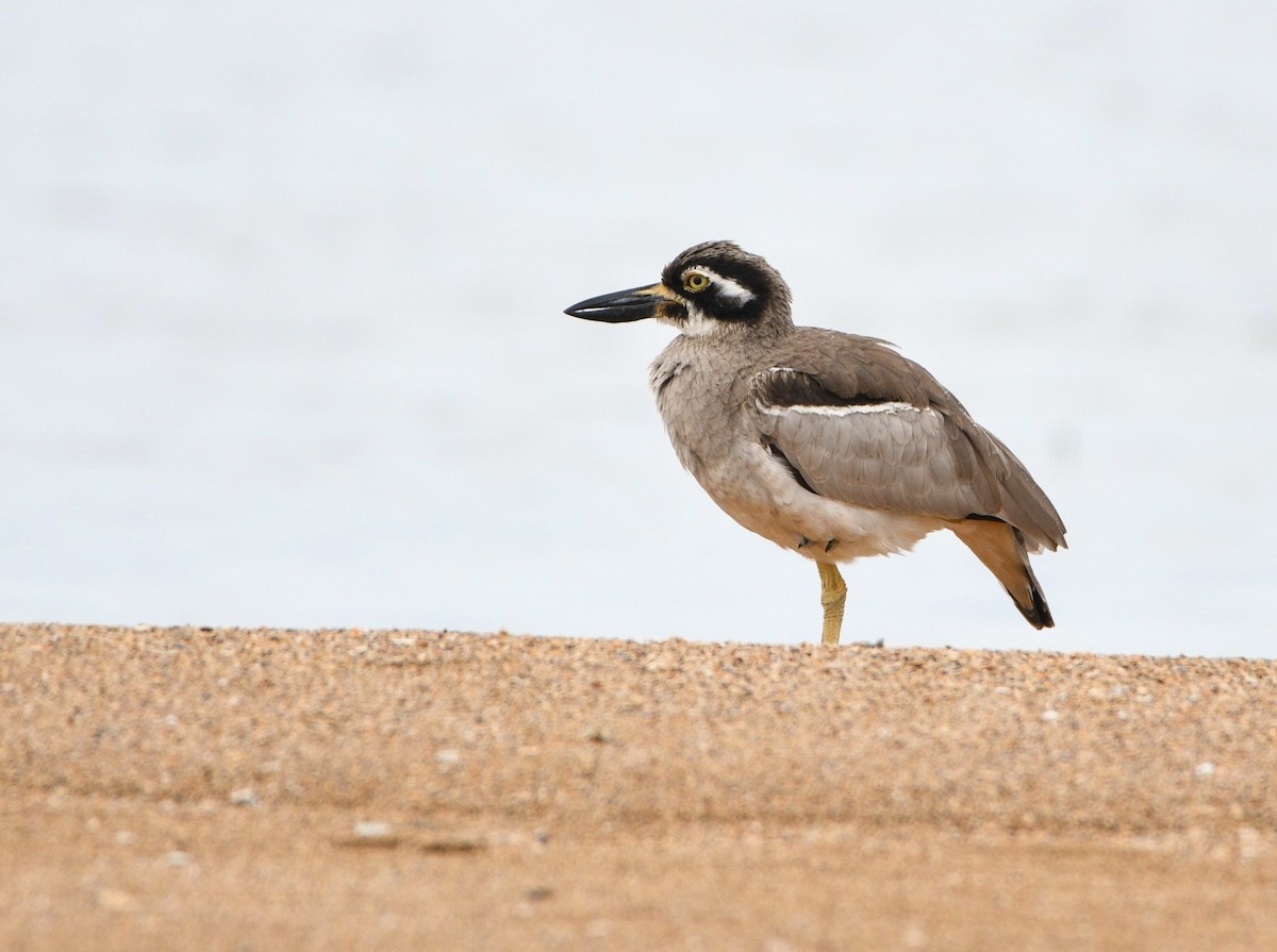 Beach Thick-knee - ML640596744