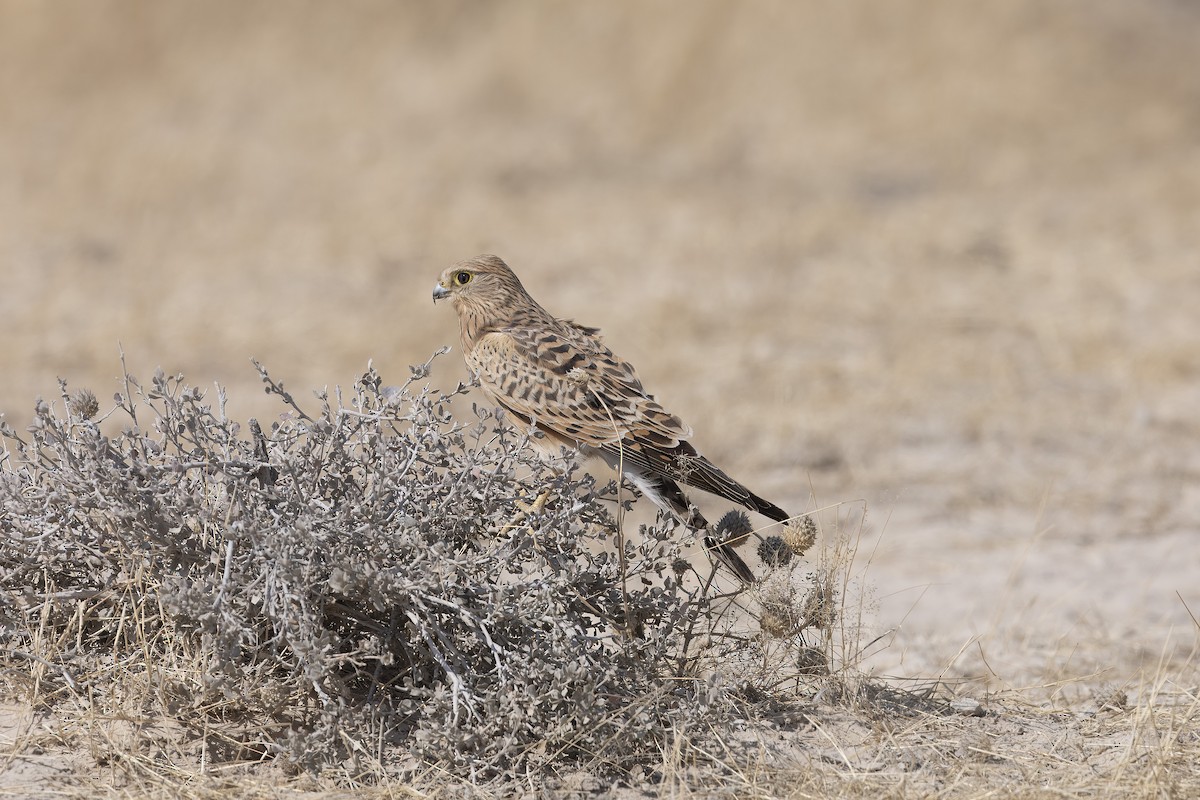 Greater Kestrel - ML640596757