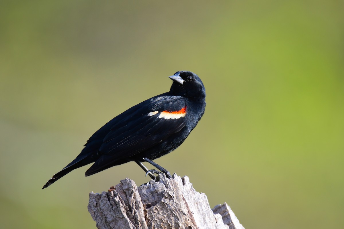 Red-winged Blackbird - ML640596761
