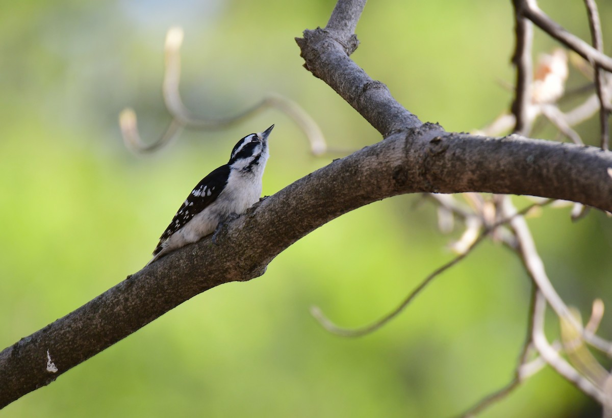 Downy Woodpecker - ML640596765