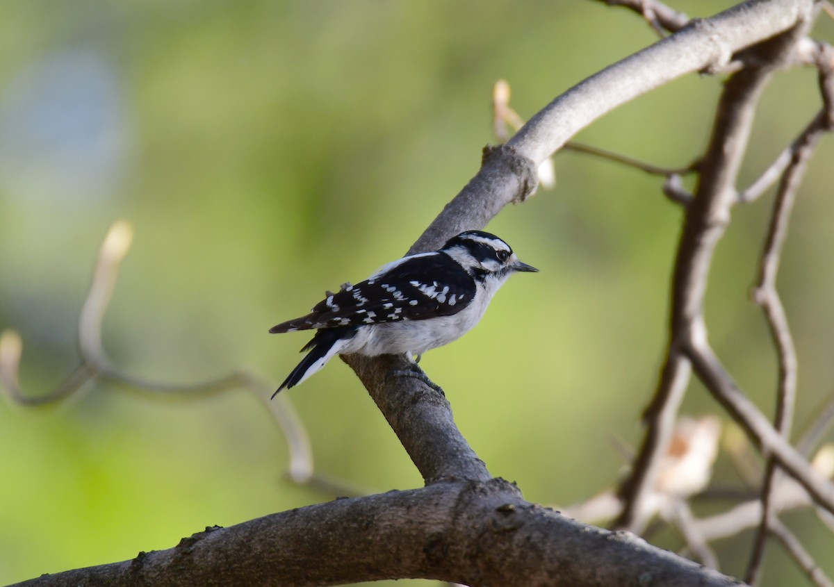 Downy Woodpecker - ML640596766