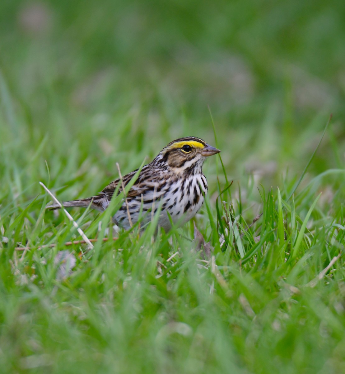 Savannah Sparrow - ML640596769