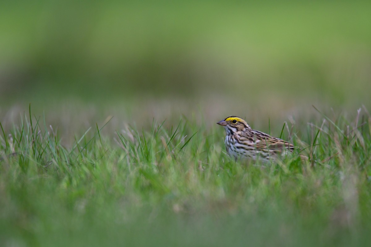 Savannah Sparrow - ML640596770
