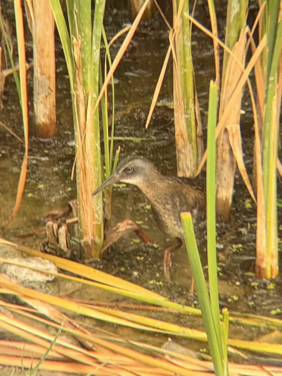 Virginia Rail - ML640596780