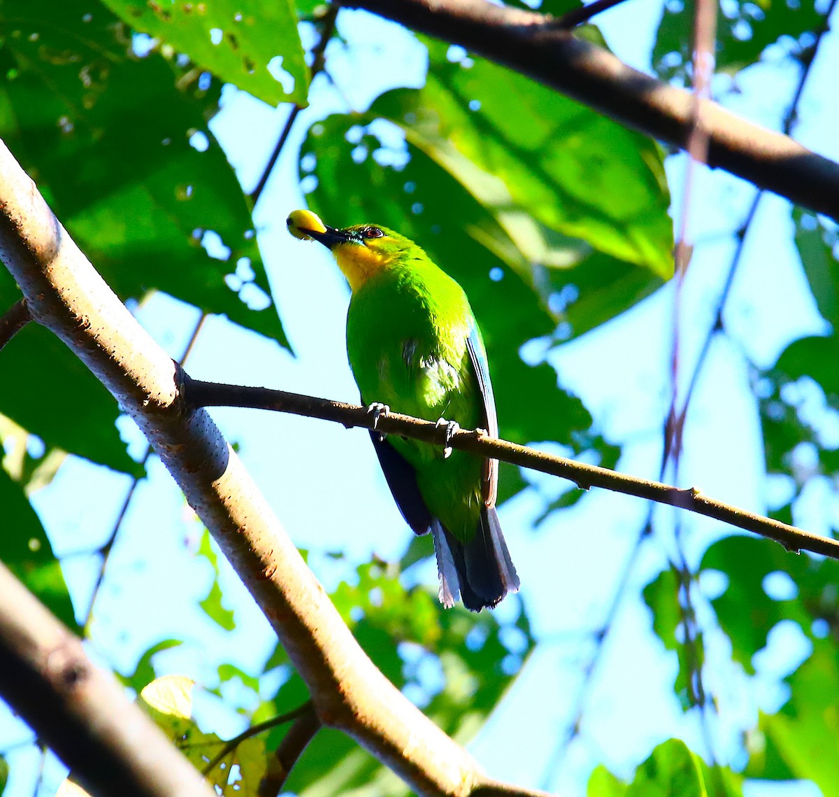 Yellow-throated Leafbird - ML640596783