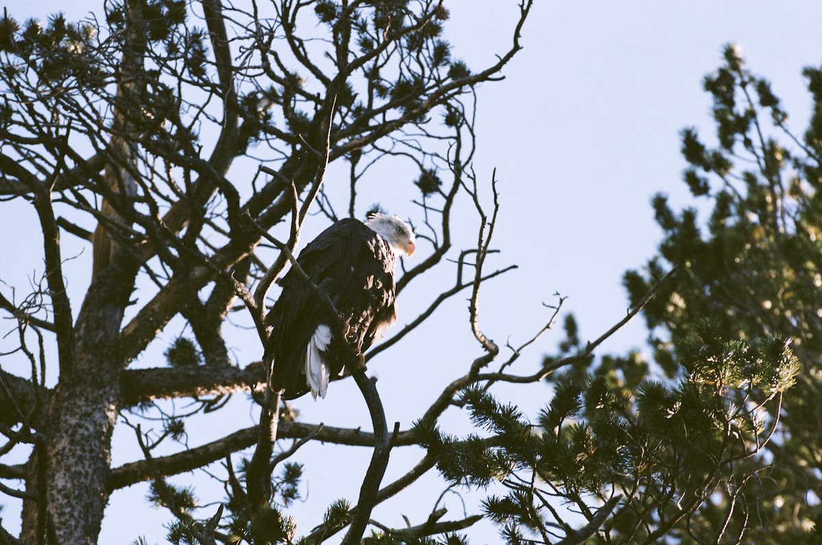 Bald Eagle - ML640596787
