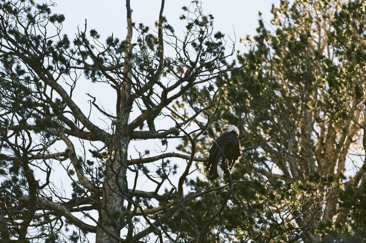 Bald Eagle - ML640596788