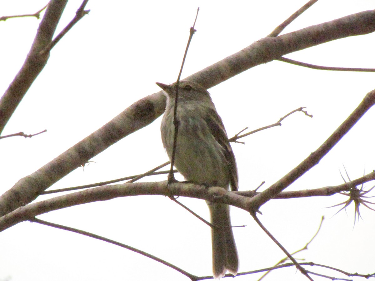 Olive-chested Flycatcher - ML640596790