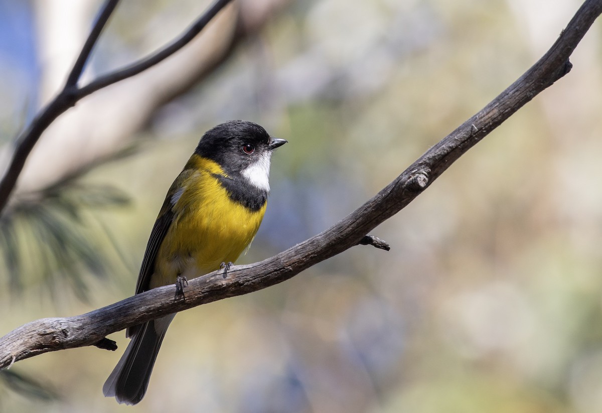 Golden Whistler (Eastern) - ML640596873