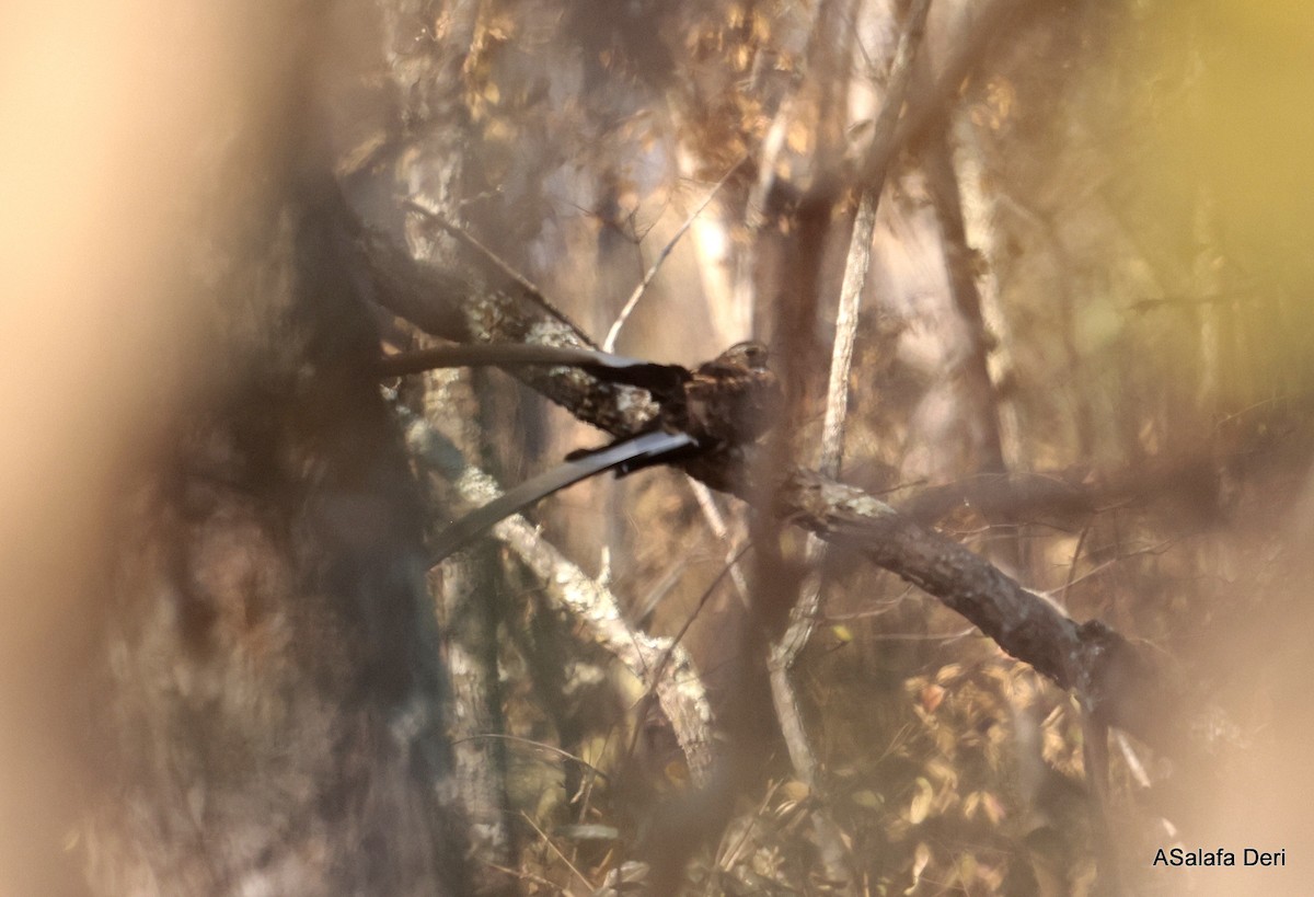 Pennant-winged Nightjar - ML640596895