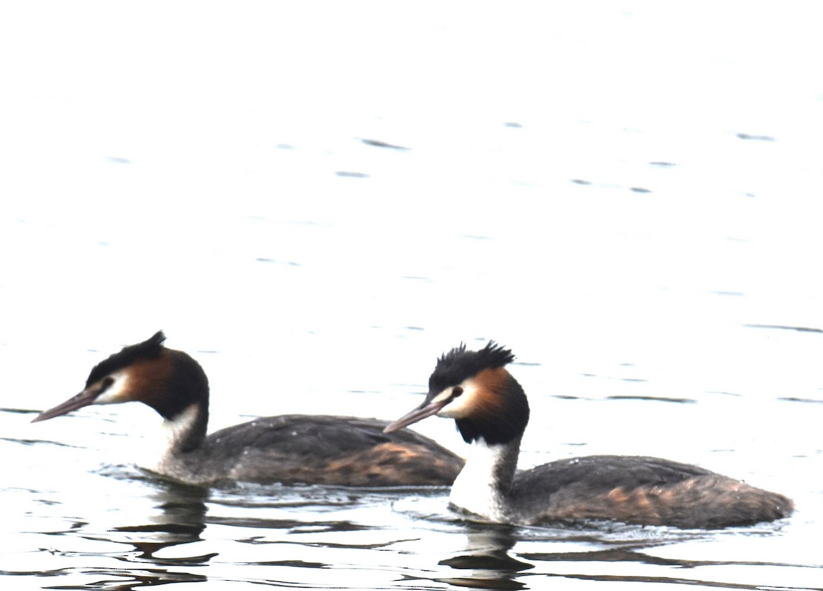 Great Crested Grebe - ML640596905