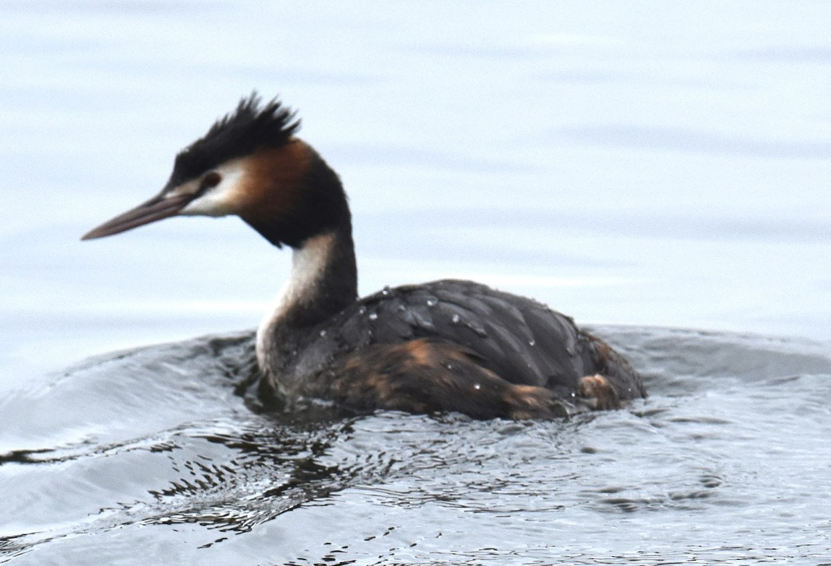 Great Crested Grebe - ML640596906