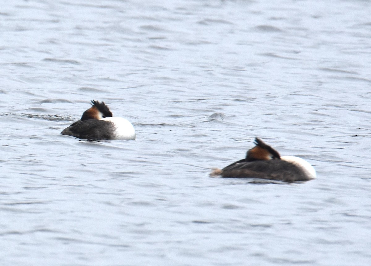 Great Crested Grebe - ML640596908
