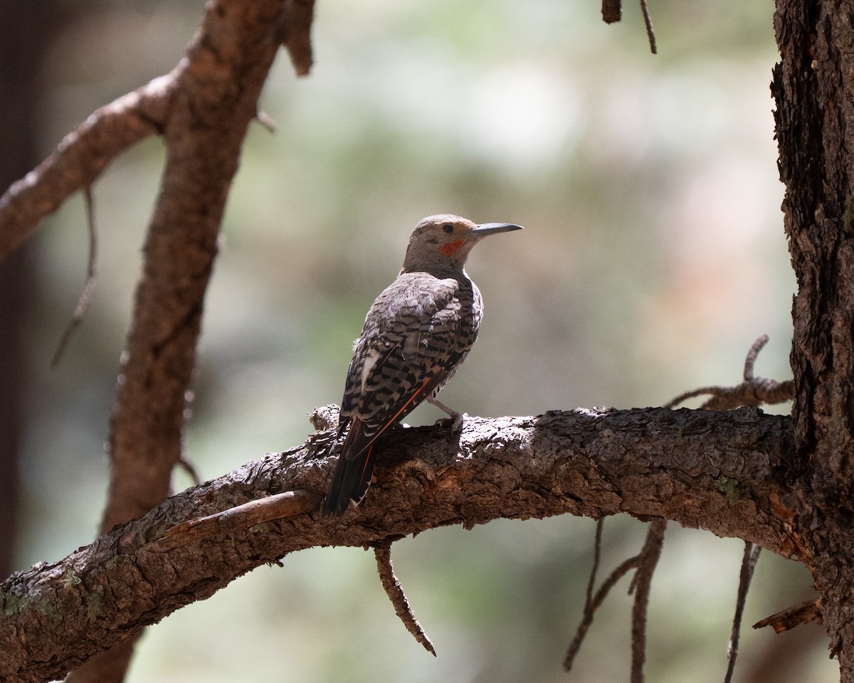 datel zlatý - ML640596922