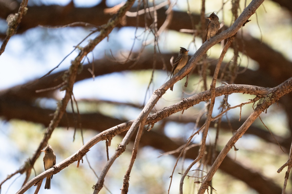 Greater Pewee - ML640596926