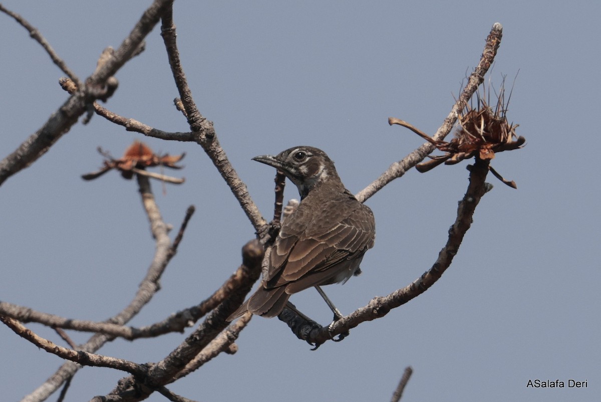 Dusky Lark - ML640596927