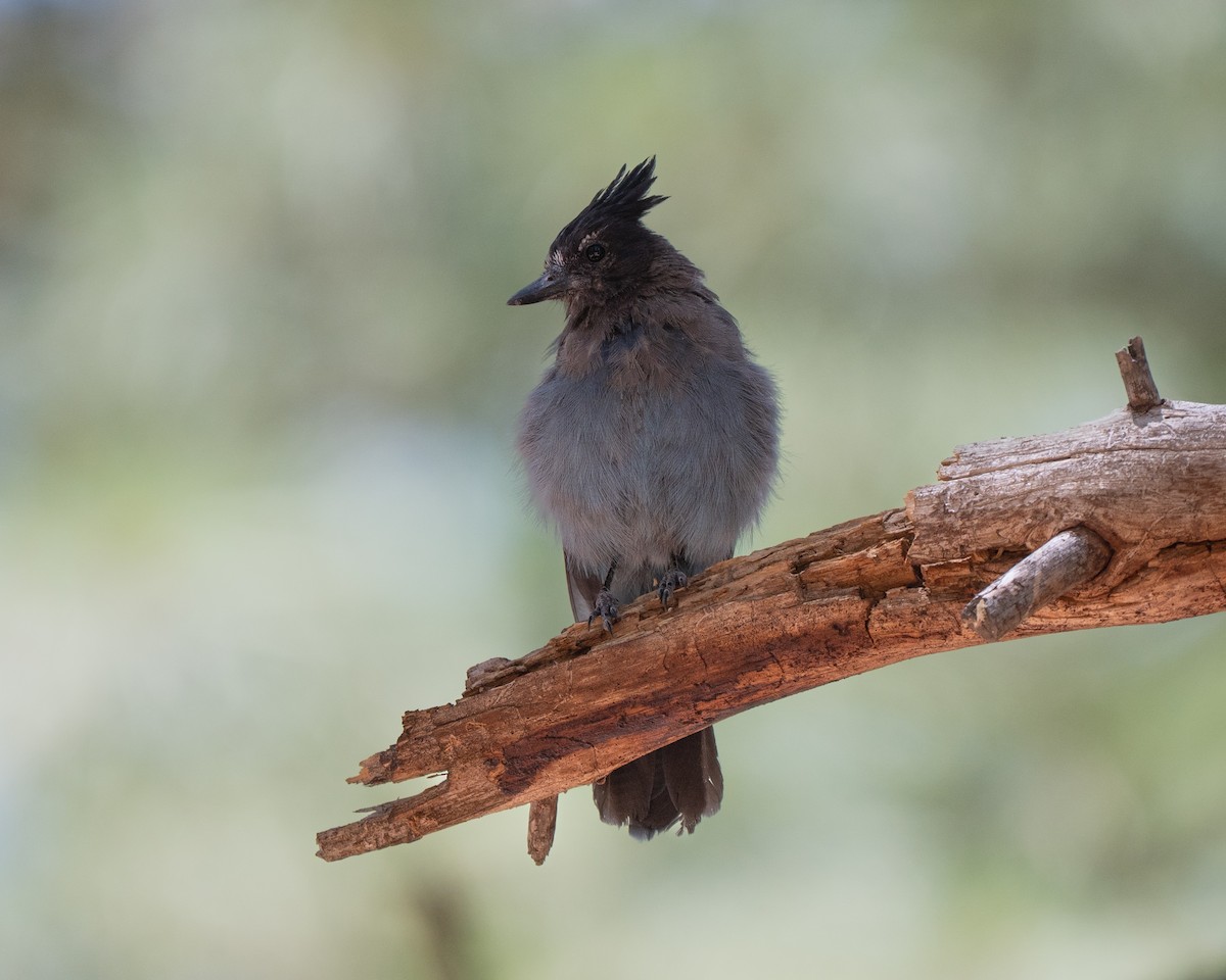 sojka Stellerova [skupina diademata] - ML640596930