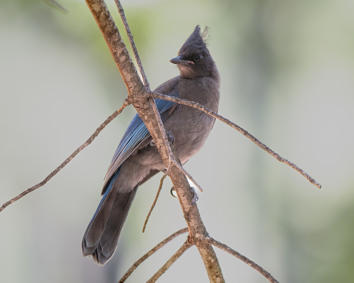 sojka Stellerova [skupina diademata] - ML640596932