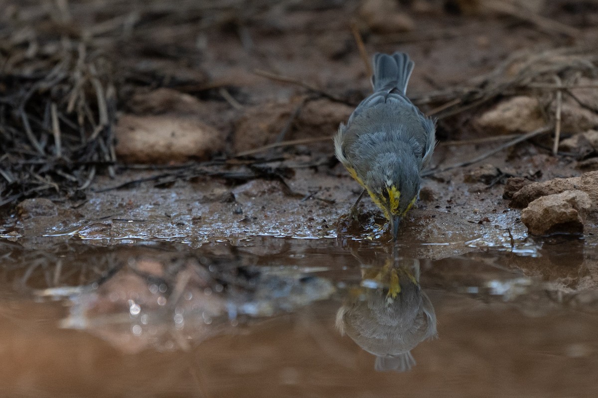 Grace's Warbler - ML640596935
